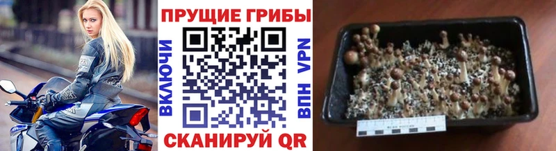 shop как зайти  Лысково  Галлюциногенные грибы Magic Shrooms  где купить наркоту 